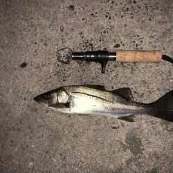 エビ撒き釣りでセイゴ！！！