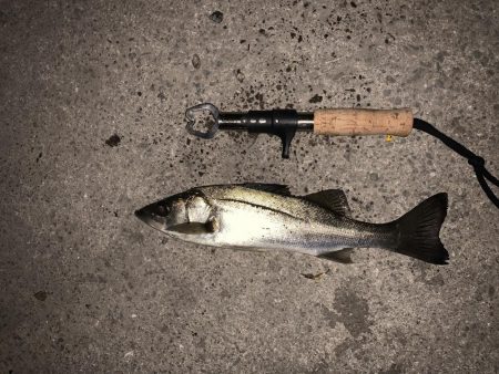 エビ撒き釣りでセイゴ！！！