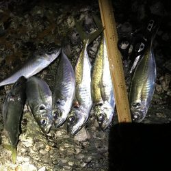 プラッキンアジ メバル