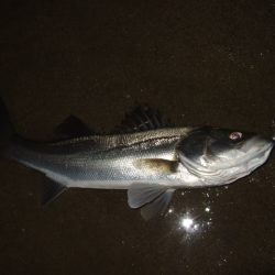 徐々に戻りだしたかな