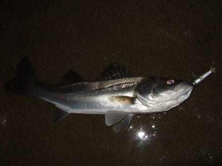 徐々に戻りだしたかな