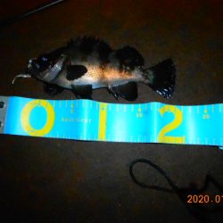 人生初メバル‼