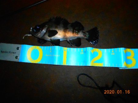 人生初メバル‼