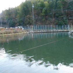 千早川マス釣り場でフライフィッシング