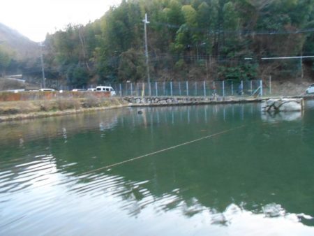 千早川マス釣り場でフライフィッシング