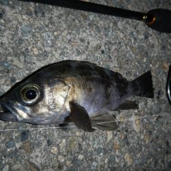 小物釣り