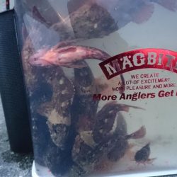 デイメバル？デイガシラ？！！