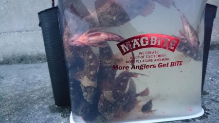 デイメバル？デイガシラ？！！