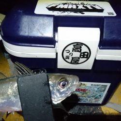 新春アジング！！