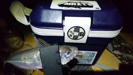 新春アジング！！