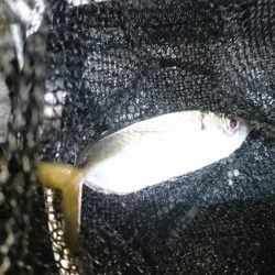 アジングリベンジ！！