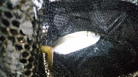 アジングリベンジ！！