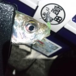 まだまだアジング！！