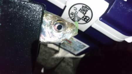 まだまだアジング！！