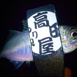 まだいけるアジング！！