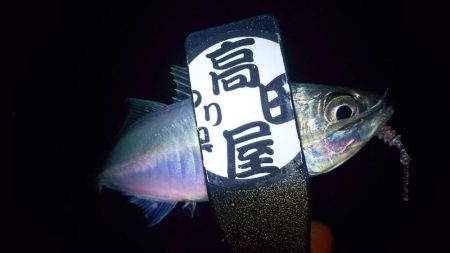 まだいけるアジング！！