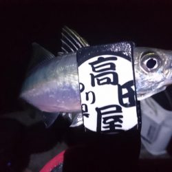 やっぱりアジ！！