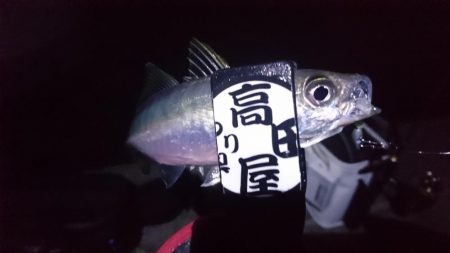 やっぱりアジ！！