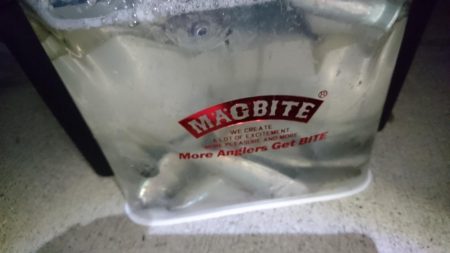 まだまだ釣れるアジ！！