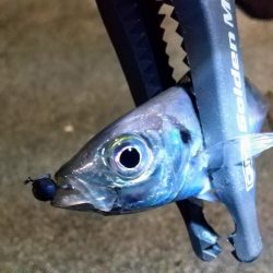 さすがに厳しいアジ