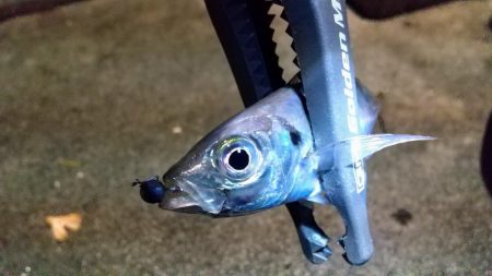 さすがに厳しいアジ