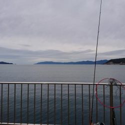 念願のシーバスGET