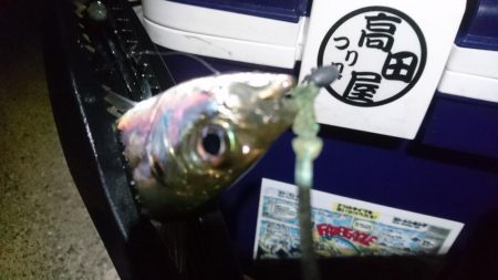 今夜もアジ！！