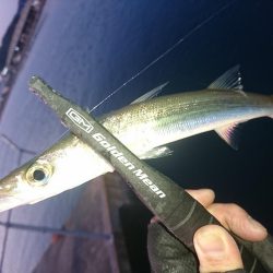 南紀アジング釣初め