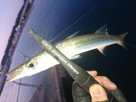 南紀アジング釣初め