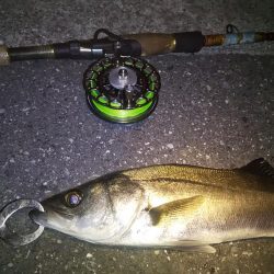 久々のシーバス