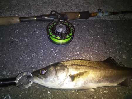 久々のシーバス