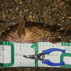 爆風でも、裏切らない