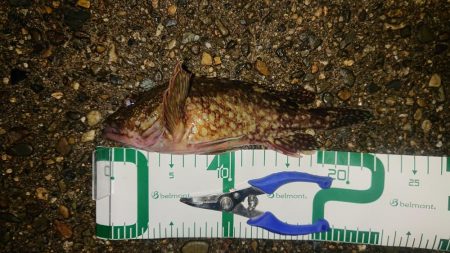 爆風でも、裏切らない