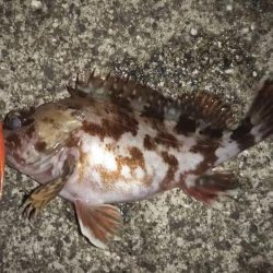 新春!!メバリング