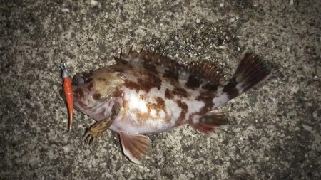 新春!!メバリング