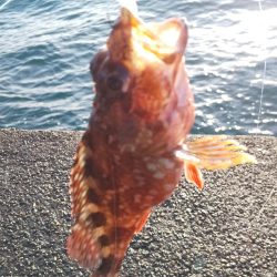 イカを釣りたくて2