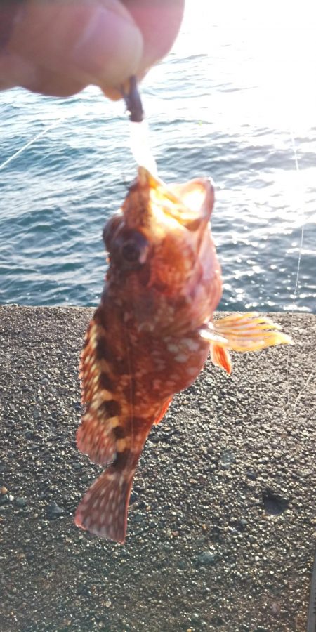 イカを釣りたくて2