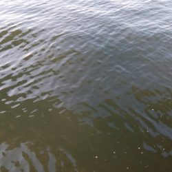 タチウオまだまだ釣れるぞ