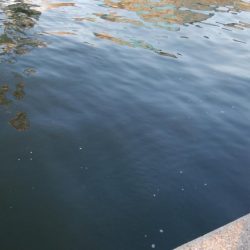 タチウオいつまで釣れる