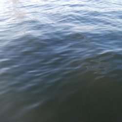 タチウオなんとか居残ってる