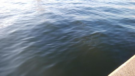 タチウオなんとか居残ってる