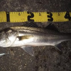 ぶらシーバス！！