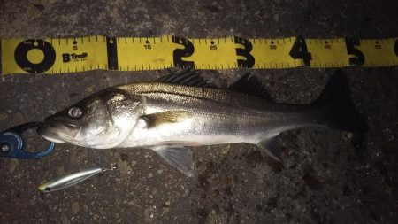 ぶらシーバス！！