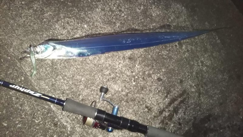 ぶらシーバス！！