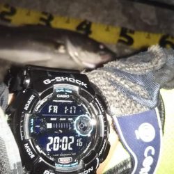 ぶらシーバス！！