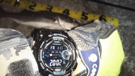 ぶらシーバス！！