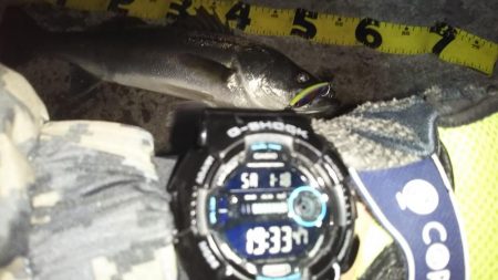 ぶらシーバス！！