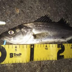 ぶらシーバス！！