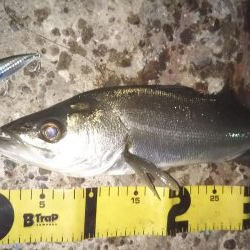 ぶらシーバス！！