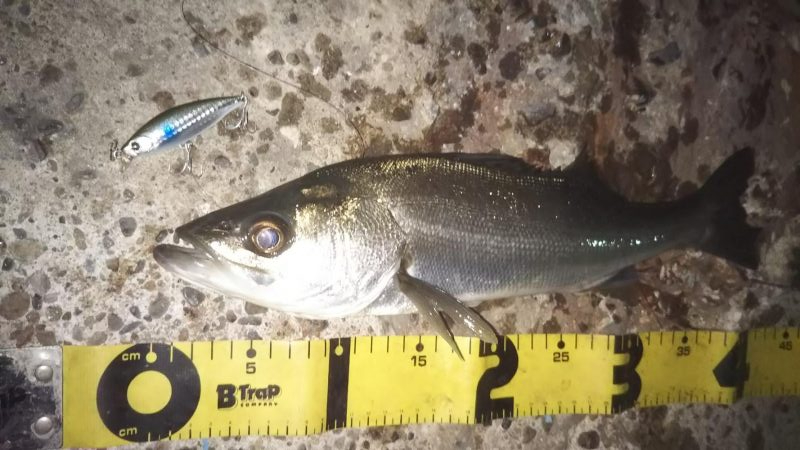 ぶらシーバス！！